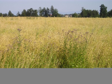 pozemek červenec...řepka.jpg