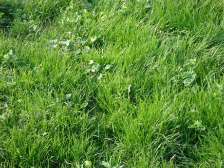 19.7.2007 trávník (3).jpg